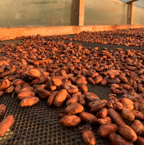 Cacao Seeds and Flavor