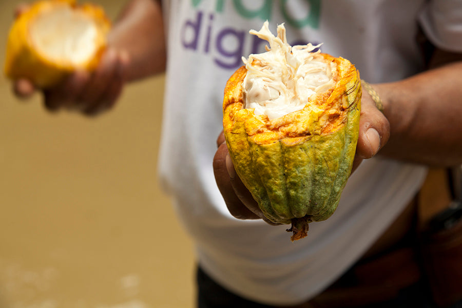Preserving the Flavors of Heirloom Cacao